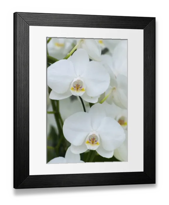 Framed Print : White orchid blooms