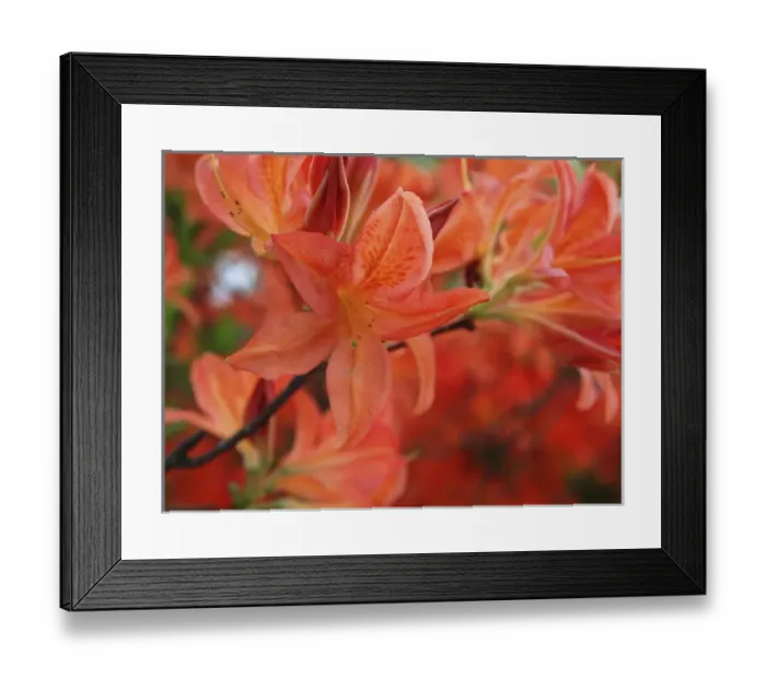 Framed Print : Spring Blossoms Framed Print : Spring Blossoms