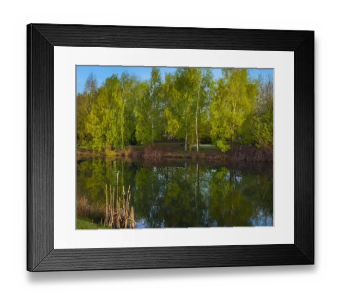 Framed Print : Tree reflections in a pond Framed Print : Tree reflections in a pond