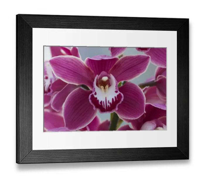 Framed Print : Pink orchid blooms Framed Print : Pink orchid blooms