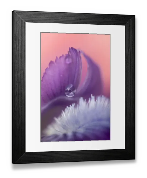 Framed Print : Iris Petal Close-up. Credit as: Nancy Rotenberg  /  Jaynes Gallery  /  DanitaDelimont