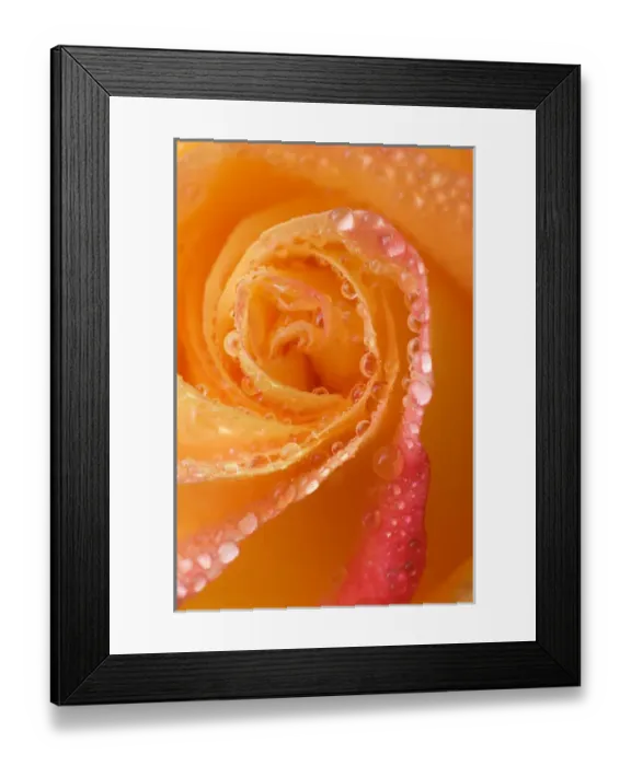 Framed Print : Rose close-up with dew. Credit as: Nancy Rotenberg / Jaynes Gallery / DanitaDelimont Framed Print : Rose close-up with dew. Credit as: Nancy Rotenberg / Jaynes Gallery / DanitaDelimont