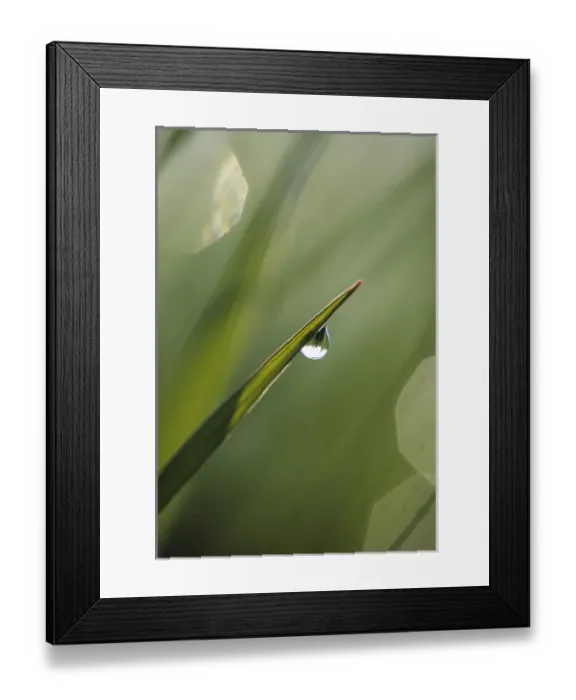 Framed Print : Blade of Grass with Dewdrop. Credit as: Nancy Rotenberg  /  Jaynes Gallery  /  DanitaDelimont