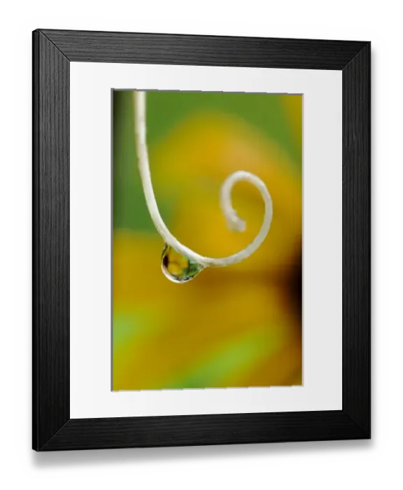 Framed Print : Rain drop with flower reflected. Credit as: Nancy Rotenberg / Jaynes Gallery / DanitaDelimont Framed Print : Rain drop with flower reflected. Credit as: Nancy Rotenberg / Jaynes Gallery / DanitaDelimont
