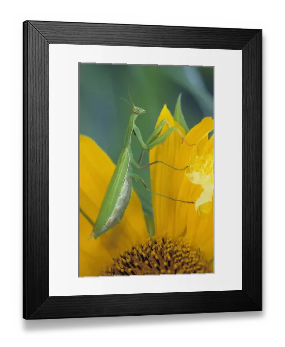 Framed Print : Female praying mantis with egg sac on sunflower Framed Print : Female praying mantis with egg sac on sunflower