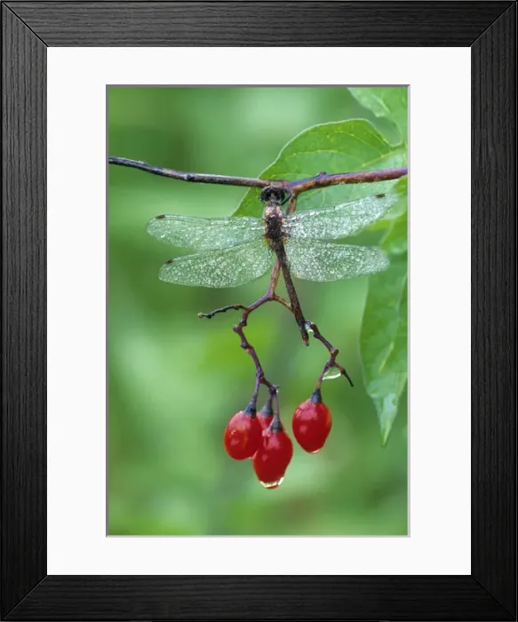 Framed Print : Dragonfly on Branch. Credit as: Nancy Rotenberg  /  Jaynes Gallery  /  DanitaDelimont