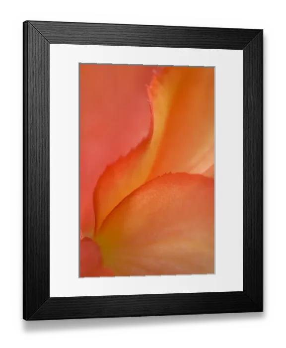 Framed Print : Begonia Petal Close-up. Credit as: Nancy Rotenberg  /  Jaynes Gallery  /  DanitaDelimont