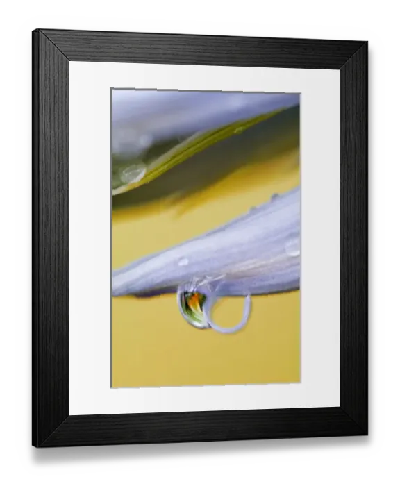 Framed Print : Flower petal with drop and reflection. Credit as: Nancy Rotenberg / Jaynes Gallery / DanitaDelimont Framed Print : Flower petal with drop and reflection. Credit as: Nancy Rotenberg / Jaynes Gallery / DanitaDelimont