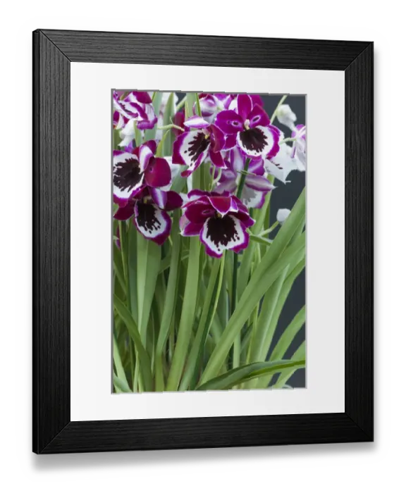 Framed Print : Pink orchid blooms Framed Print : Pink orchid blooms