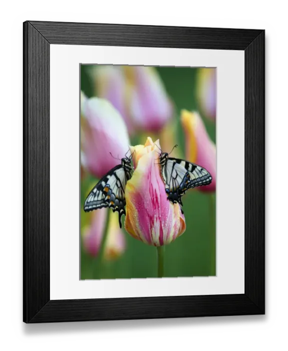 Framed Print : Two Swallowtail Butterflies on Tulip in Early Morning Framed Print : Two Swallowtail Butterflies on Tulip in Early Morning