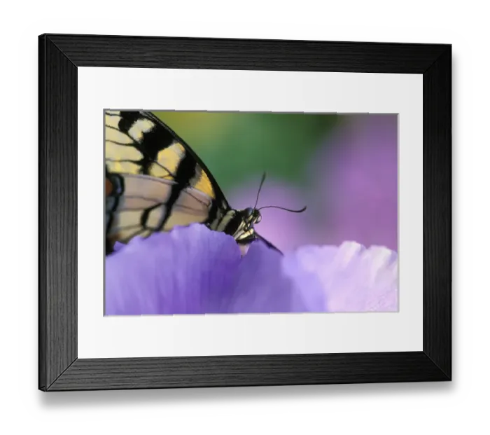 Framed Print : Close-up of swallowtail Butterfly on Petunia in Garden Framed Print : Close-up of swallowtail Butterfly on Petunia in Garden