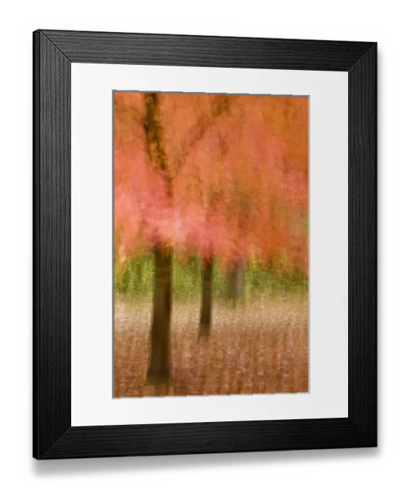 Framed Print : Impressionistic view of trees in autumn colors Framed Print : Impressionistic view of trees in autumn colors