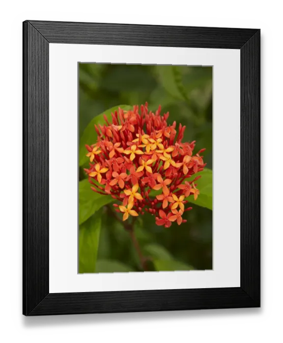 Framed Print : Tropical flower, Coral Coast, Viti Levu, Fiji, South Pacific Framed Print : Tropical flower, Coral Coast, Viti Levu, Fiji, South Pacific