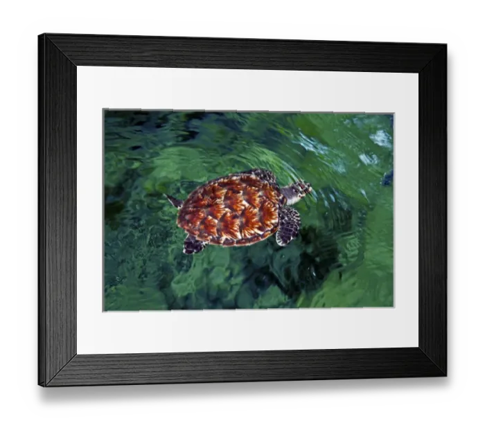 Framed Print : Baby Hawksbill turtle (Eretmochelys imbricata). Nadi, Fiji Framed Print : Baby Hawksbill turtle (Eretmochelys imbricata). Nadi, Fiji