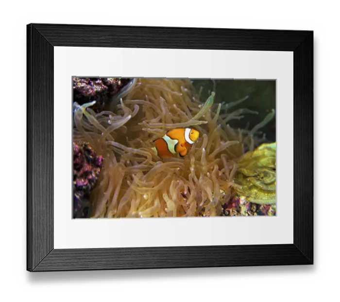 Framed Print : Close up of a Clown Fish in an Anemone, Nadi, Fiji Framed Print : Close up of a Clown Fish in an Anemone, Nadi, Fiji