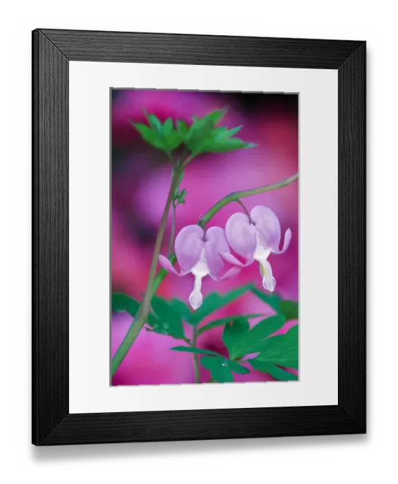 Framed Print : Bleeding Hearts Connecting In Garden. Credit as: Nancy Rotenberg / Jaynes Gallery / DanitaDelimont Framed Print : Bleeding Hearts Connecting In Garden. Credit as: Nancy Rotenberg / Jaynes Gallery / DanitaDelimont