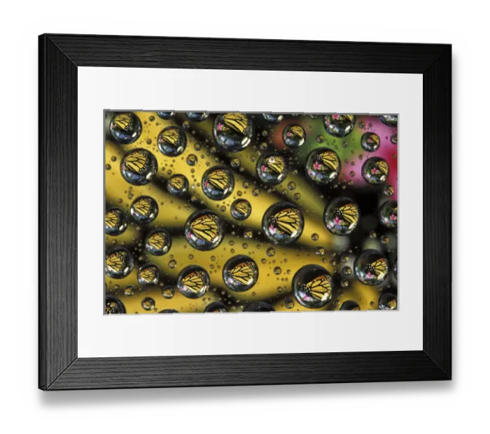 Framed Print : Monarch butterfly reflected in water drops Framed Print : Monarch butterfly reflected in water drops