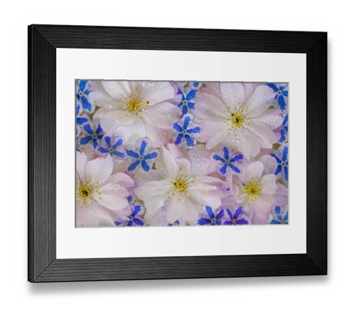 Framed Print : Montage of cherry blossoms and blue flowers with dew