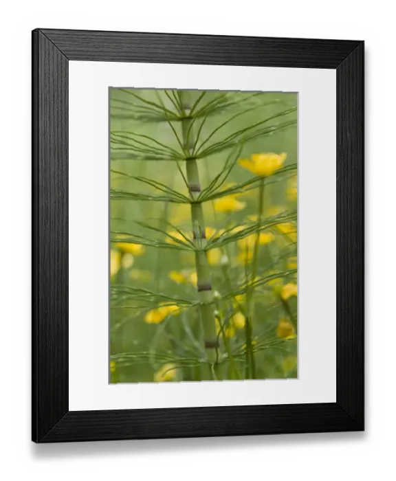 Framed Print : Horsetail plant and buttercup flowers. Credit as: Don Paulson  /  Jaynes Gallery  /  DanitaDelimont