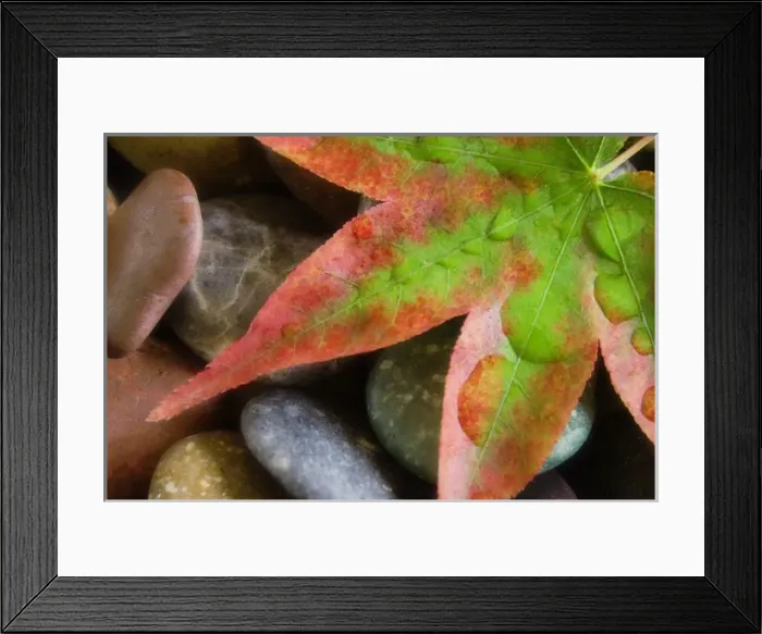 Framed Print : Smooth rocks and fall-colored maple leaf. Credit as: Don Paulson  /  Jaynes Gallery  /  DanitaDelimont