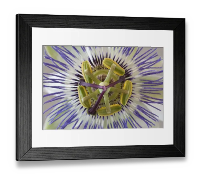 Framed Print : Macro of top view of passion flower. Credit as: Don Paulson / Jaynes Gallery / DanitaDelimont Framed Print : Macro of top view of passion flower. Credit as: Don Paulson / Jaynes Gallery / DanitaDelimont