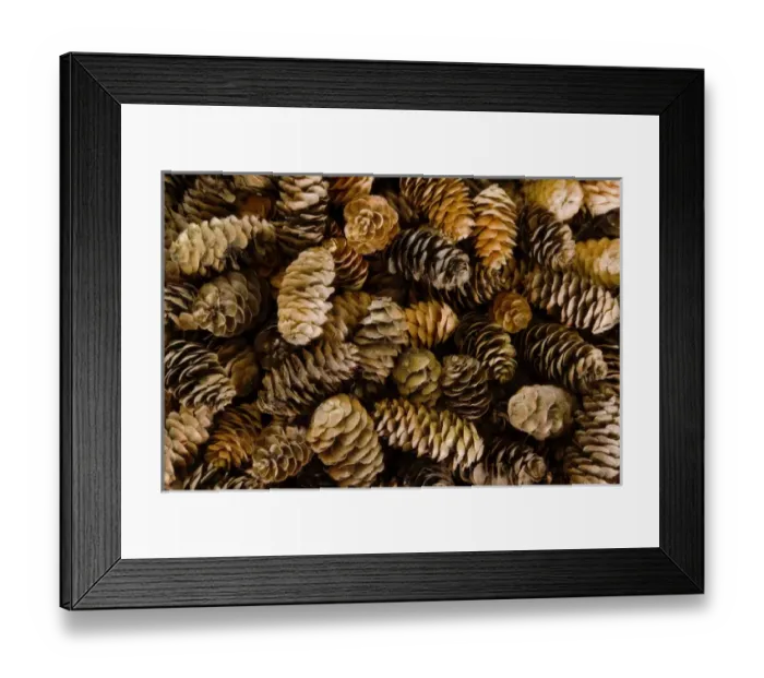 Framed Print : Pile of female pine cones. Credit as: Don Paulson / Jaynes Gallery / DanitaDelimont Framed Print : Pile of female pine cones. Credit as: Don Paulson / Jaynes Gallery / DanitaDelimont
