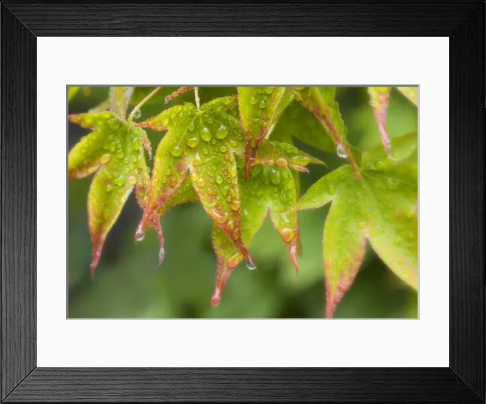 Framed Print : Maple leaves in the rain. Credit as: Don Paulson / Jaynes Gallery / DanitaDelimont Framed Print : Maple leaves in the rain. Credit as: Don Paulson / Jaynes Gallery / DanitaDelimont