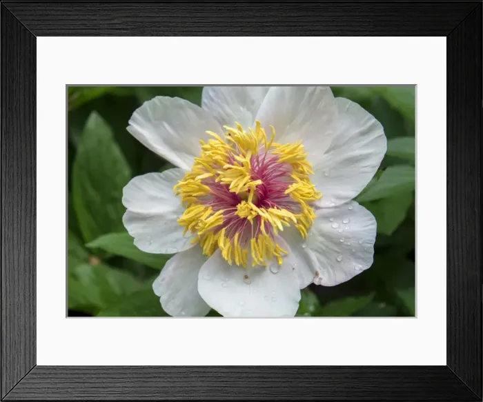 Framed Print : Winged Victory Peony, USA