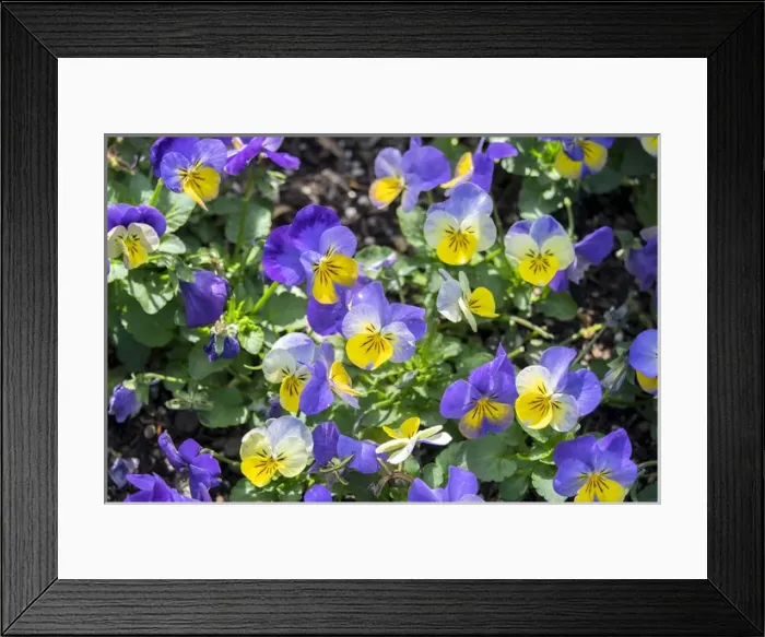 Framed Print : Pansy in garden