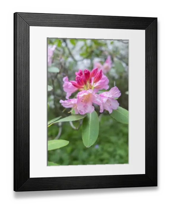 Framed Print : Pink Rhododendron, USA Framed Print : Pink Rhododendron, USA