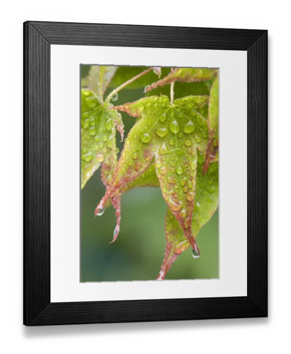 Framed Print : Nature. Maple leaves in the rain. Credit as: Don Paulson  /  Jaynes Gallery  /  DanitaDelimont