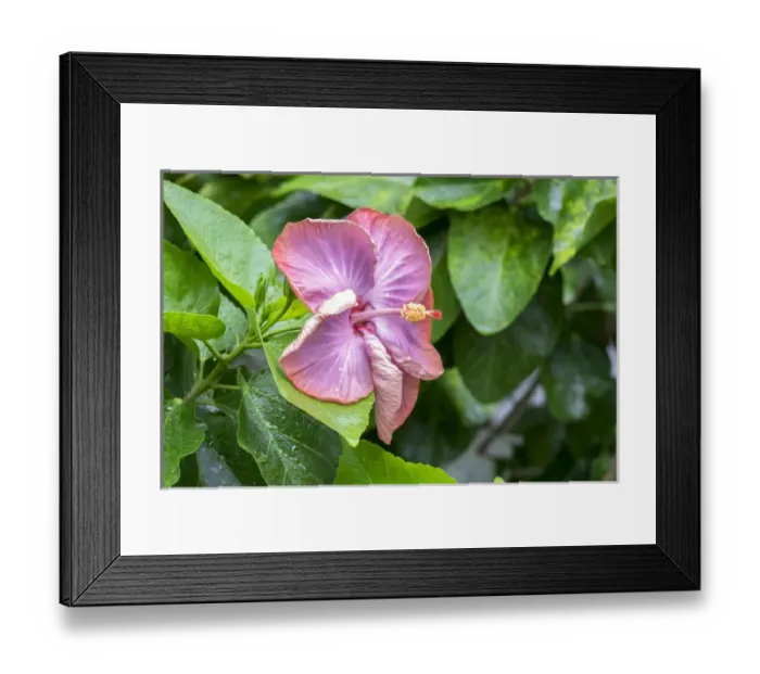Framed Print : Smoky Mountain, Hibiscus, USA