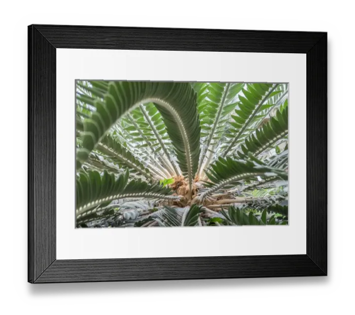 Framed Print : Sago-Palm, USA Framed Print : Sago-Palm, USA