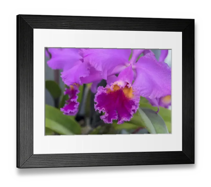 Framed Print : purple orchid, USA