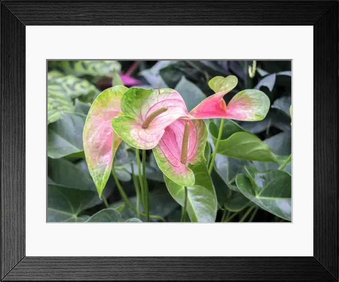 Framed Print : Anthurium, USA