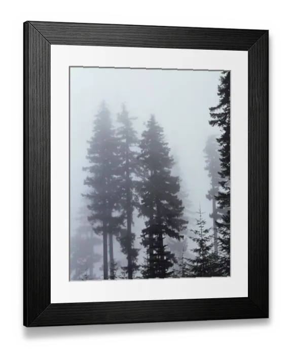 Framed Print : CTF-0577. An old growth forest in the fog. (Large format sizes available) Framed Print : CTF-0577. An old growth forest in the fog. (Large format sizes available)