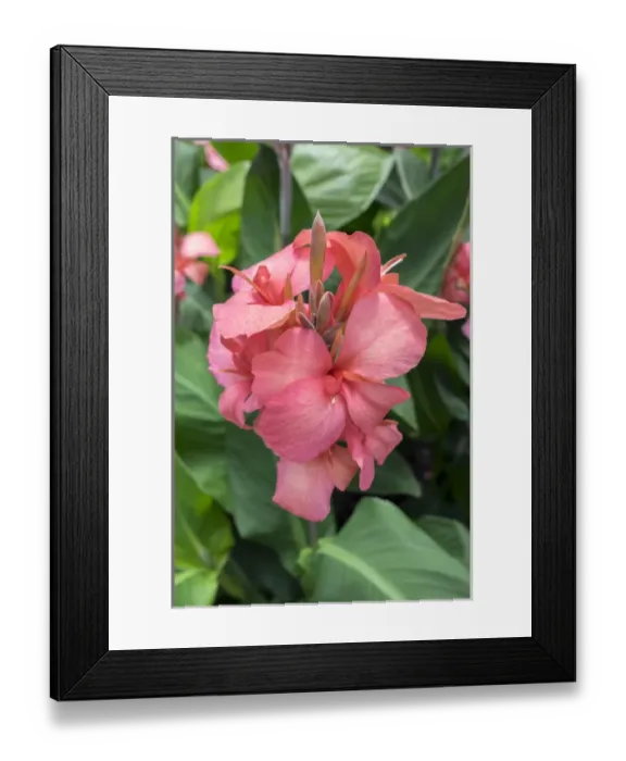 Framed Print : Hybrid Cana Lily, USA Framed Print : Hybrid Cana Lily, USA