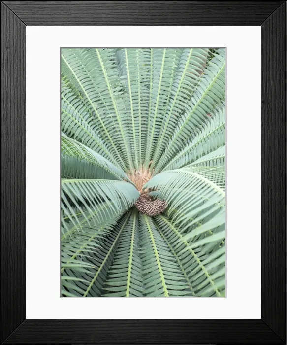 Framed Print : Spiny Dioon, Cycads, USA Framed Print : Spiny Dioon, Cycads, USA