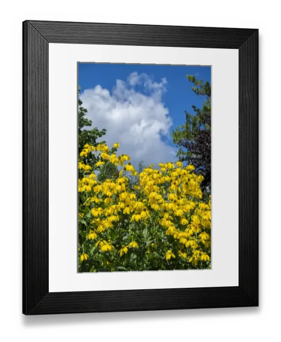 Framed Print : Rudbeckia hirta, USA Framed Print : Rudbeckia hirta, USA