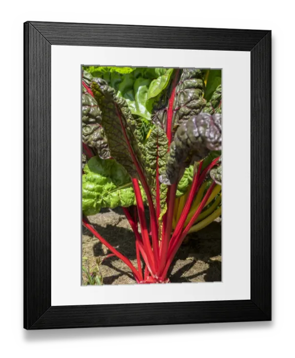 Framed Print : Red Swiss Chard, USA