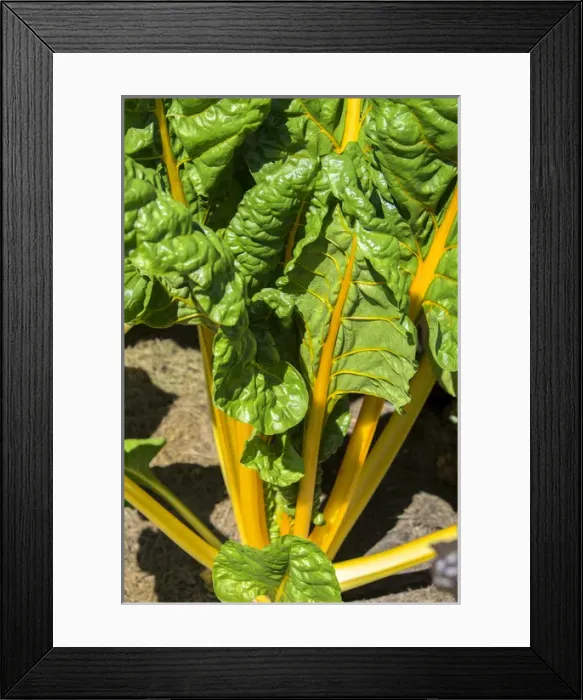 Framed Print : Yellow Swiss Chard, USA Framed Print : Yellow Swiss Chard, USA