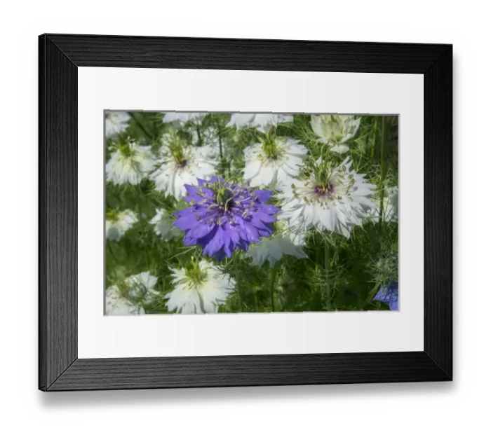 Framed Print : Love-in-a-mist flowers, USA Framed Print : Love-in-a-mist flowers, USA