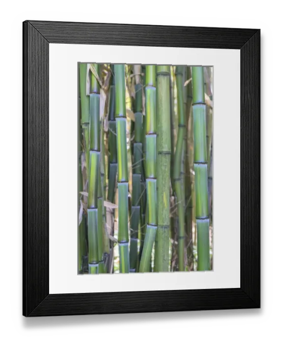 Framed Print : Bamboo plant, USA