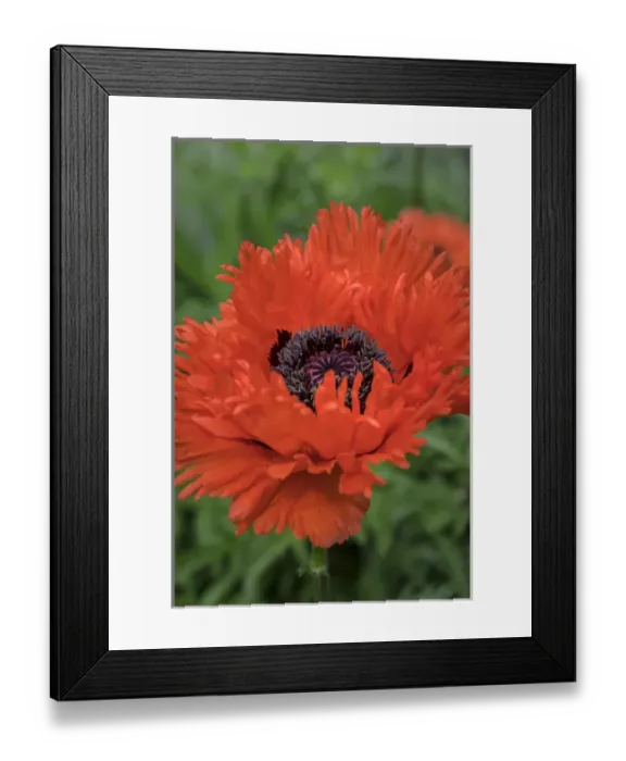 Framed Print : Orange Oriental Poppies, USA