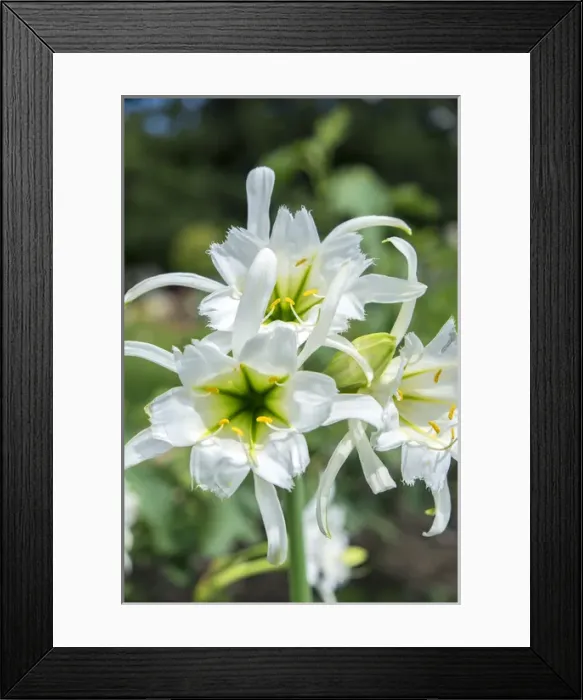 Framed Print : Peruvian Daffodils, USA