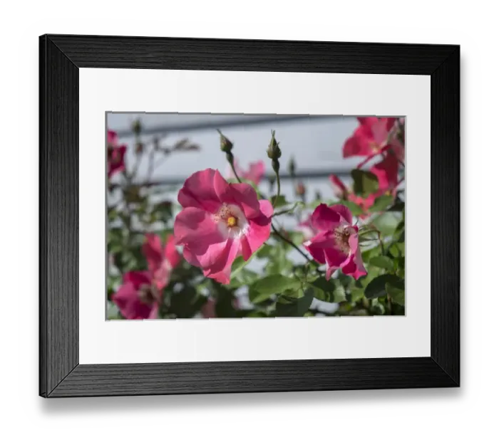 Framed Print : Pink Rose bush, USA Framed Print : Pink Rose bush, USA