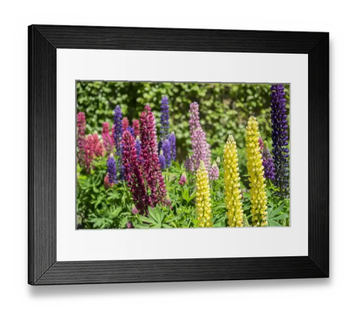 Framed Print : Colorful Lupines, USA