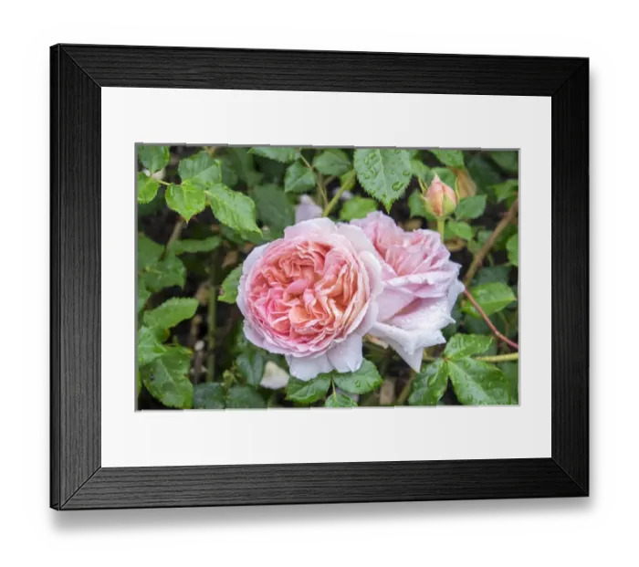 Framed Print : Pink Rose bush, USA
