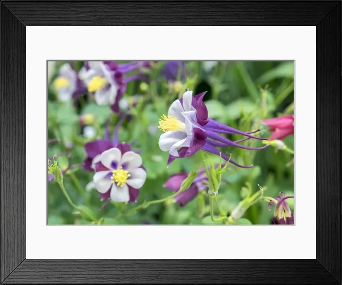 Framed Print : Columbine flowers, USA