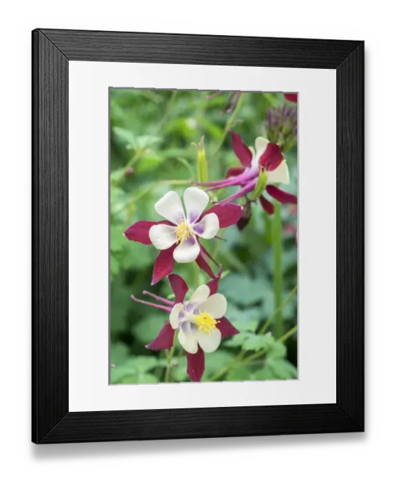 Framed Print : Columbine flowers, USA Framed Print : Columbine flowers, USA
